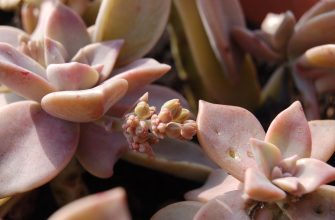 Graptopetalum