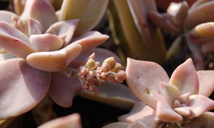 Graptopetalum