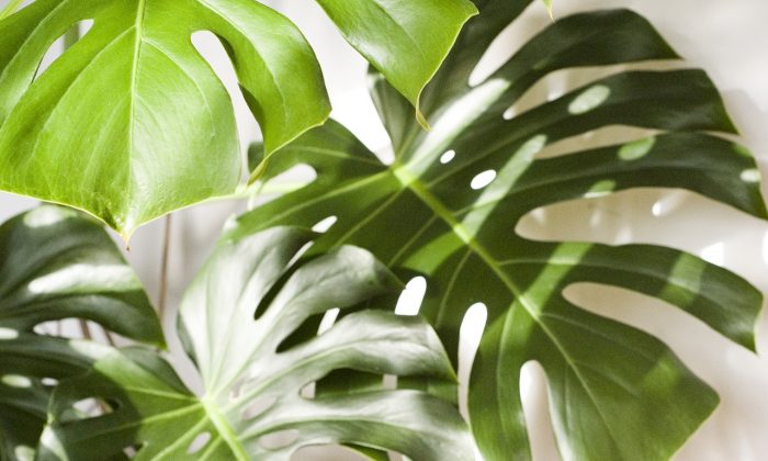 Monstera