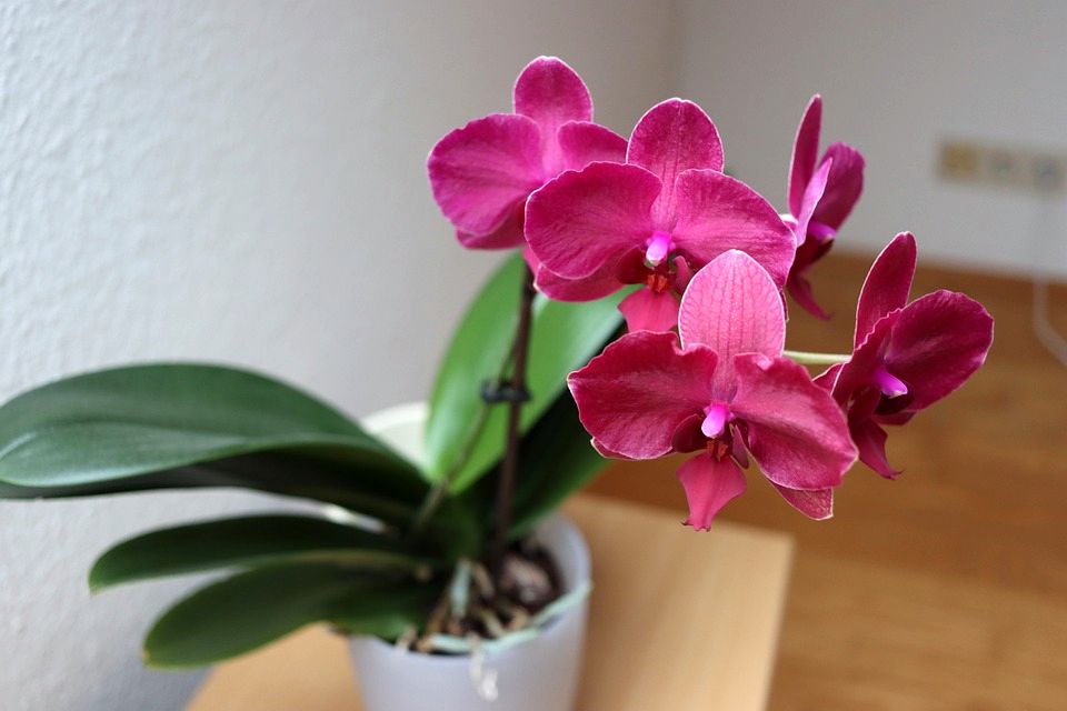 orchidej-doma-kvet