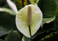 Spathiphyllum