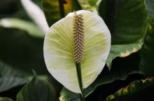 Spathiphyllum