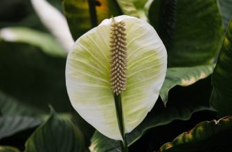 Spathiphyllum
