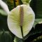 Spathiphyllum