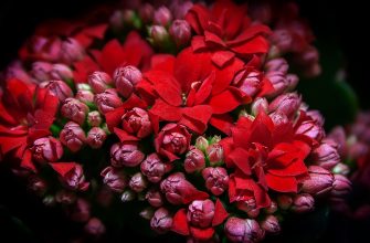 Kalanchoe
