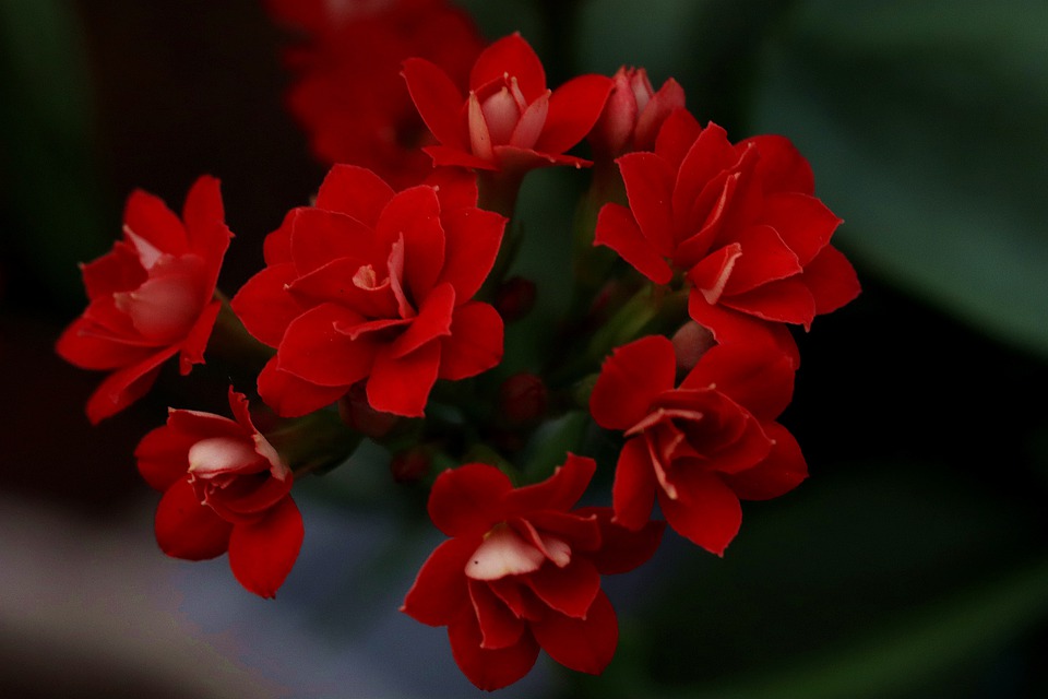 Kalanchoe