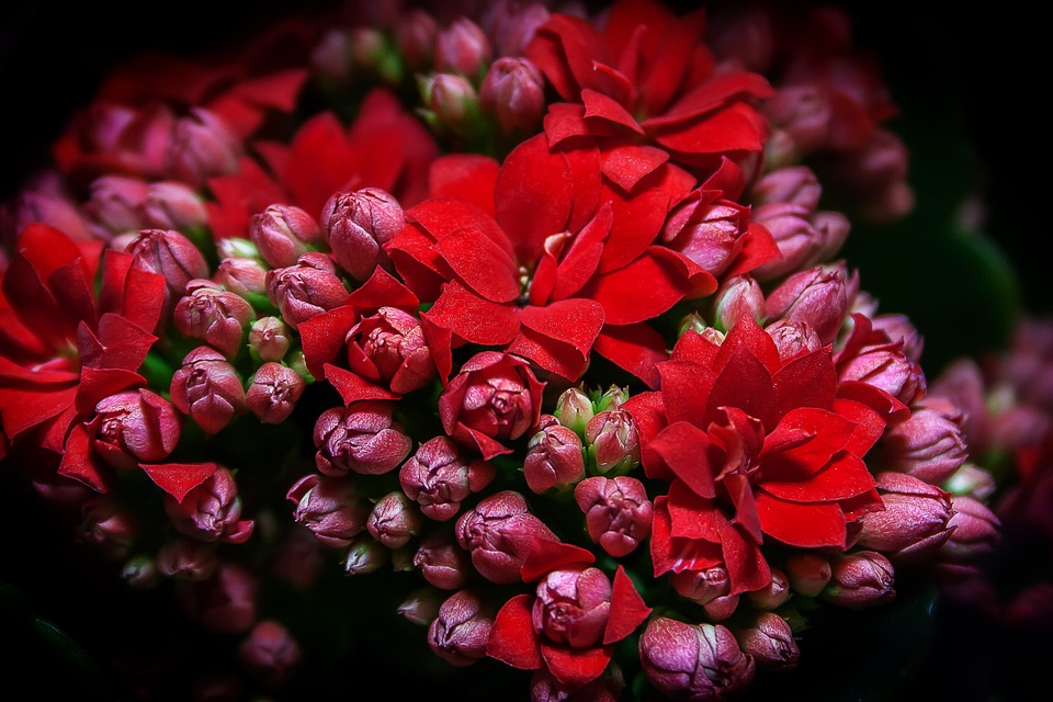 Kalanchoe