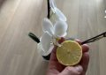 Orchidej