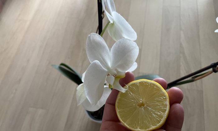 Orchidej