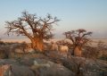 Baobab