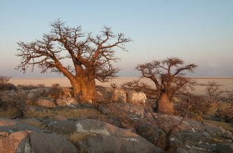 Baobab