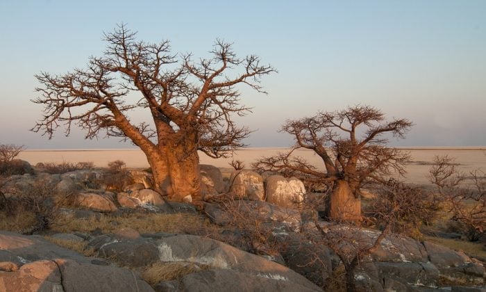 Baobab