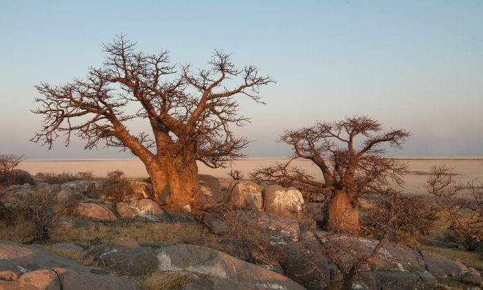 Baobab