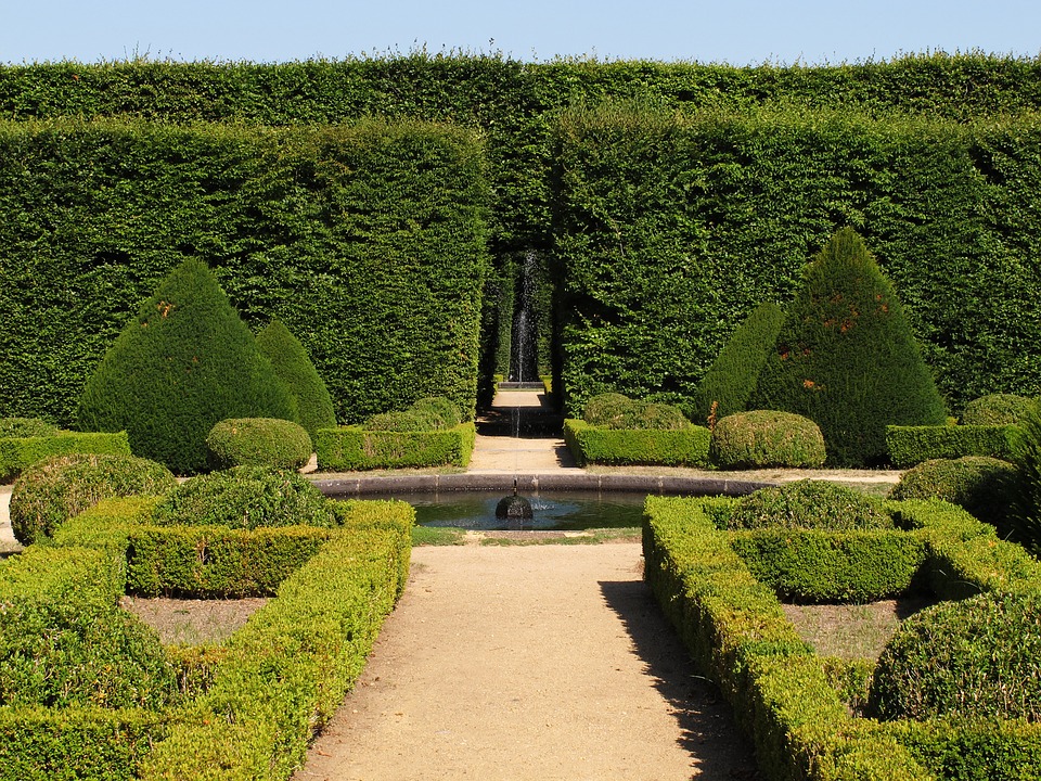 Buxus