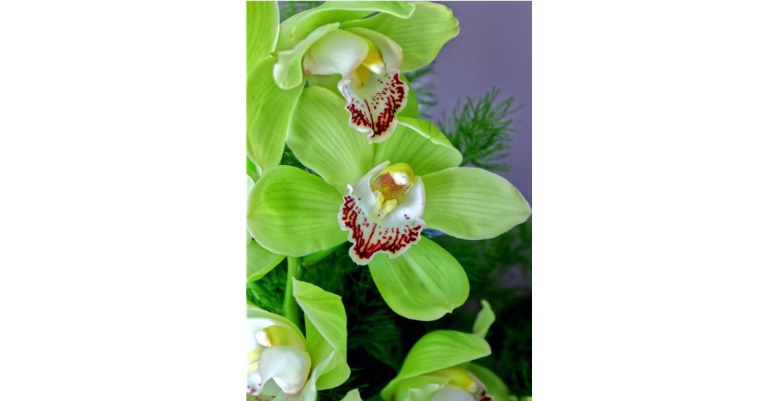 Cymbidium