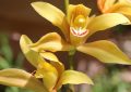 Cymbidium