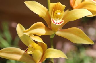 Cymbidium