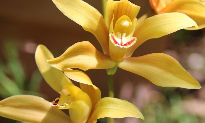 Cymbidium