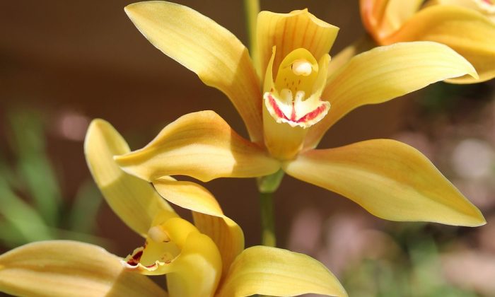 Cymbidium