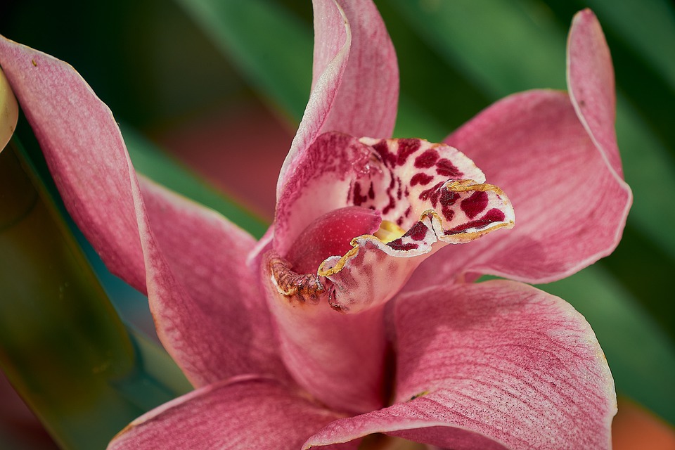 Cymbidium