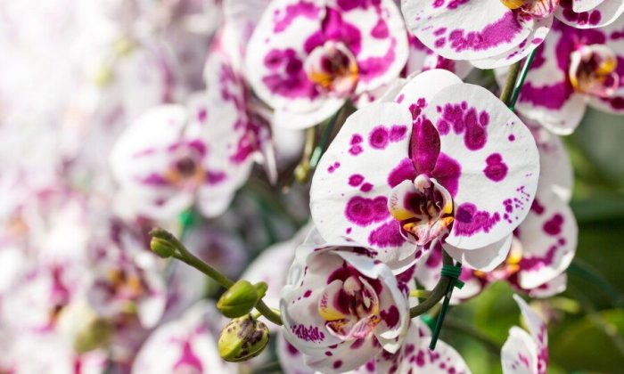 Orchidej