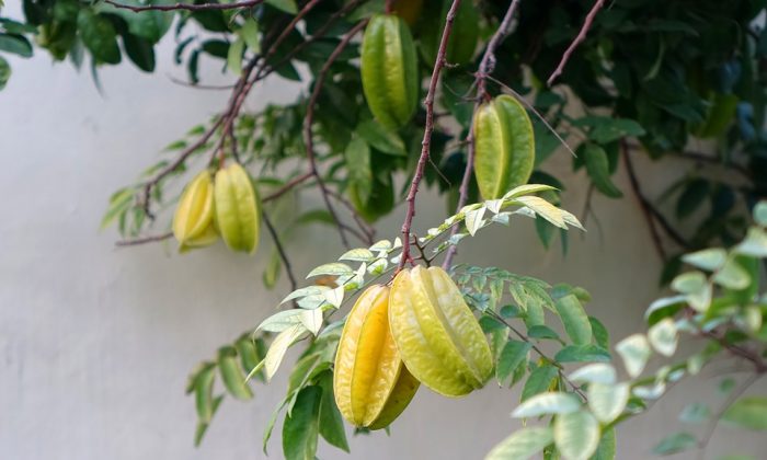 Karambola