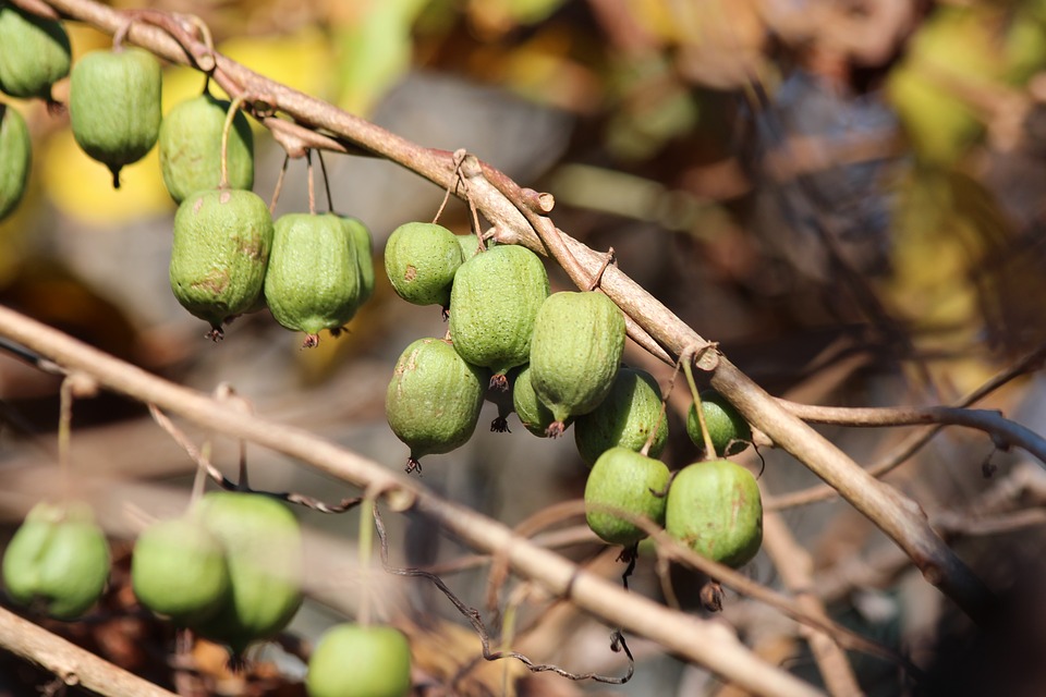 Kiwi