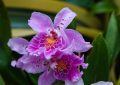 Miltonia