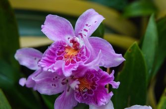 Miltonia