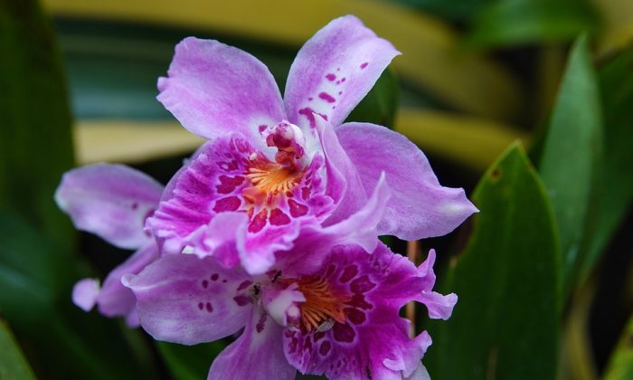 Miltonia