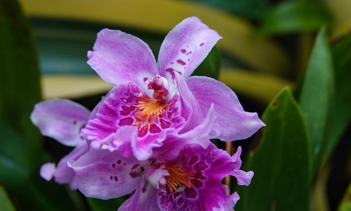 Miltonia