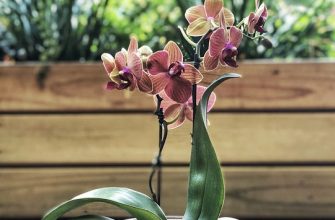 Orchidej ve skle