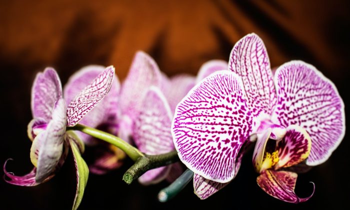 Orchidej