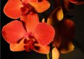 Orchidej