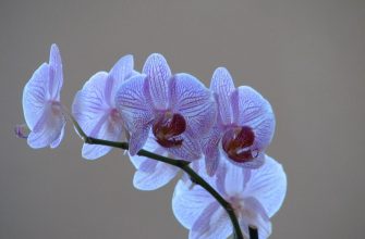Orchidej