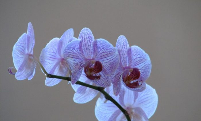 Orchidej