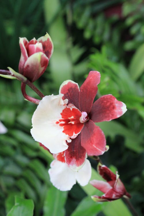 Orchidej Miltonia