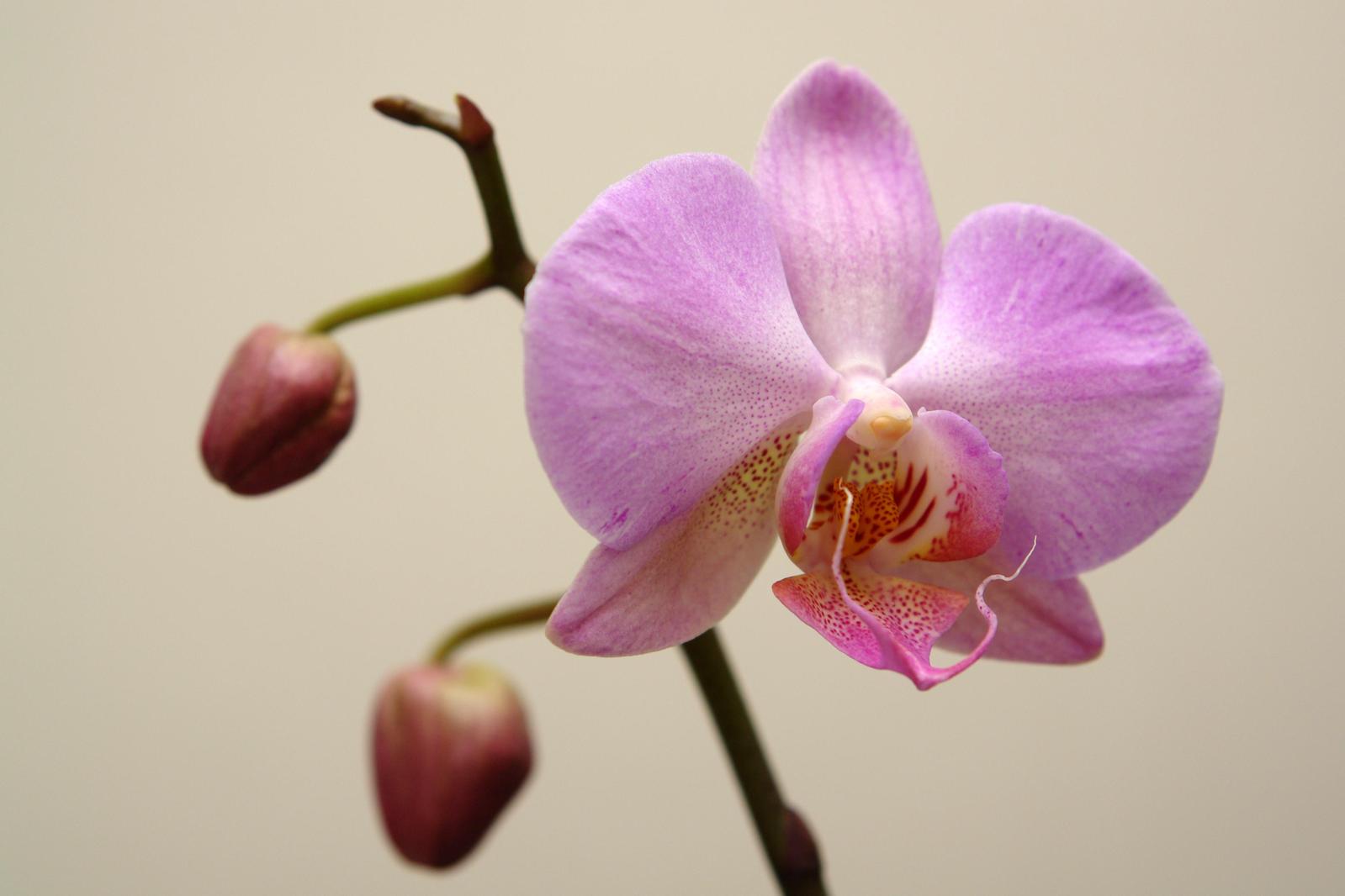 Orchidej