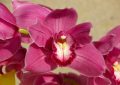 Orchidej