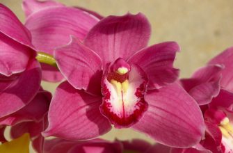 Orchidej