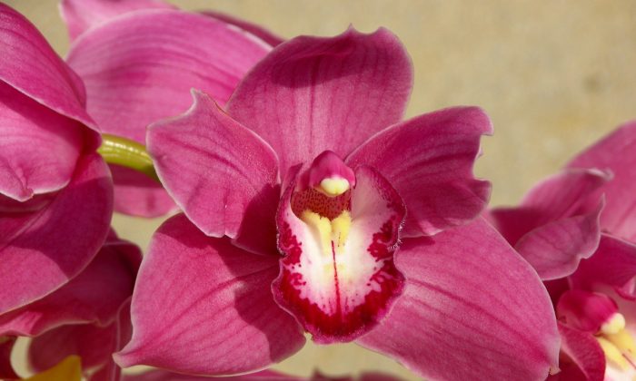 Orchidej