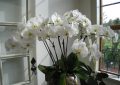 Orchidej ve skle