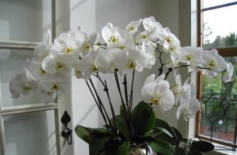 Orchidej ve skle