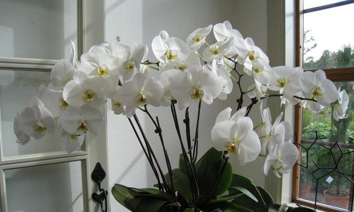 Orchidej ve skle
