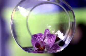 Orchidej ve skle