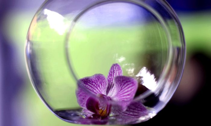 Orchidej ve skle