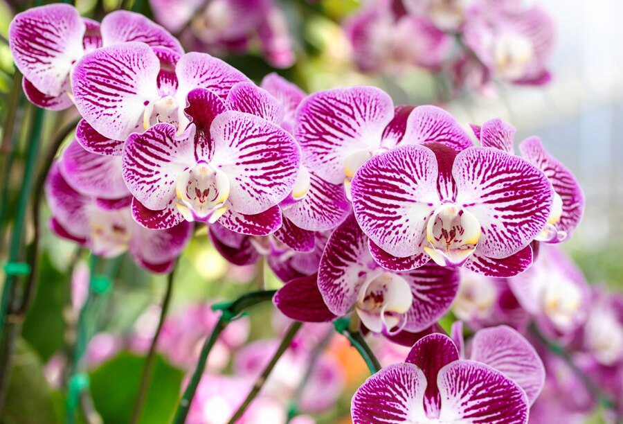 Orchidej