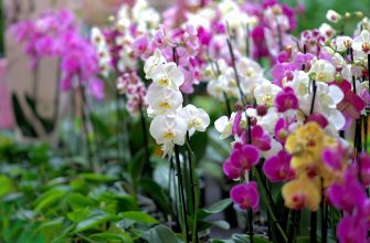 Orchidej