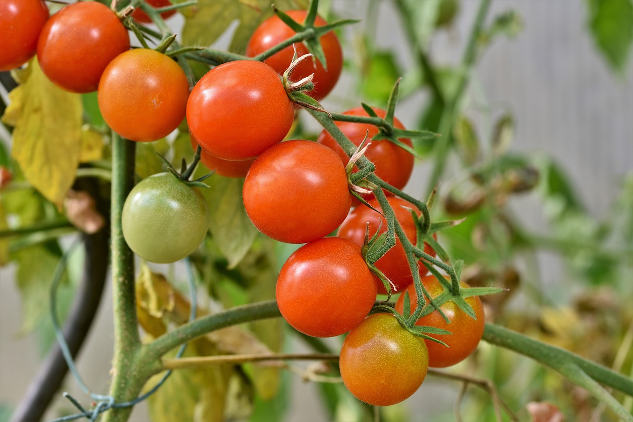 Tyčková rajčata