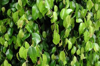 Ficus